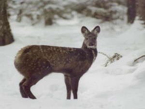 دهن المسك الابيض