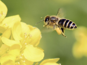 العكبر سلاح في زمن كرونا