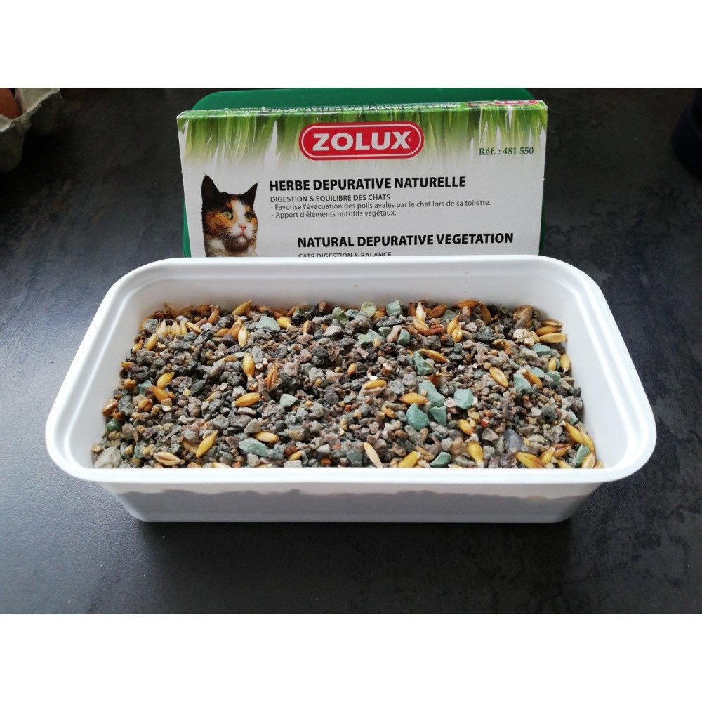 كاتنيب استنبات من زولكس حشيشة القطط كاتنيب استنبات من زولكس حشيشة القطط