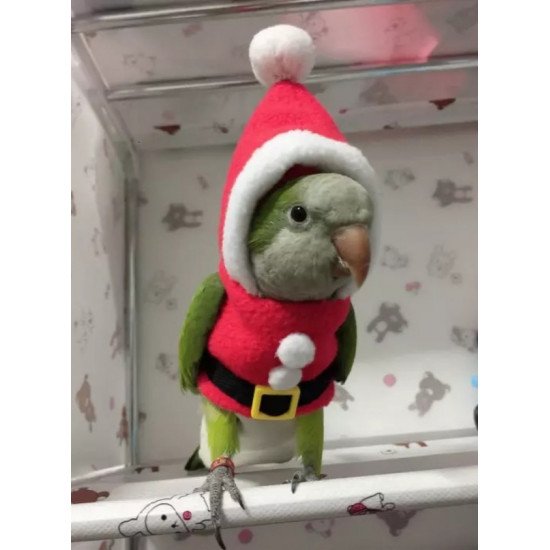 ملابس للطيور الصغيره