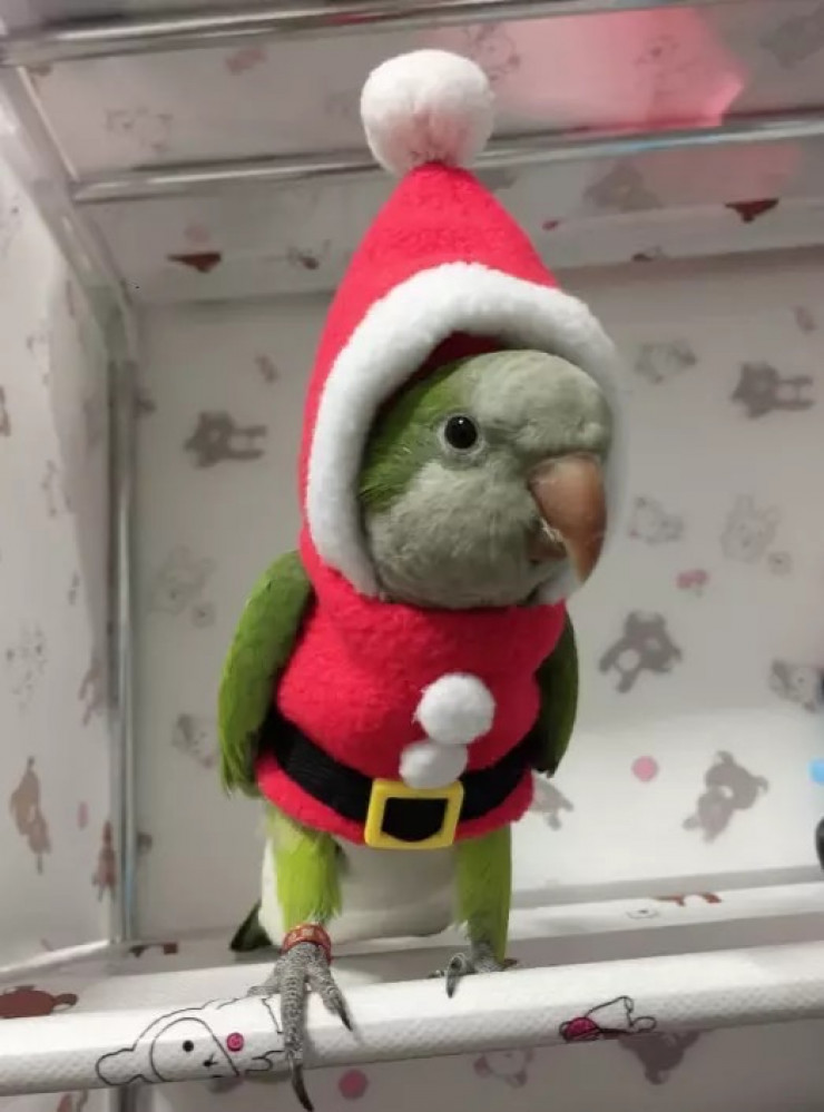 ملابس للطيور الصغيره