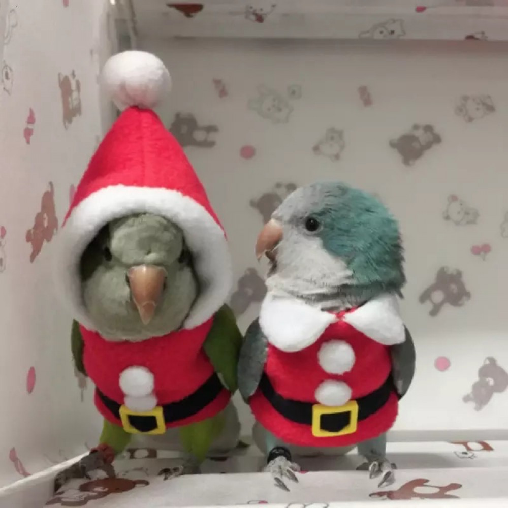 ملابس للطيور الصغيره