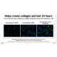 THE CELL LAB PentaStem Cell Essence 150 ml
