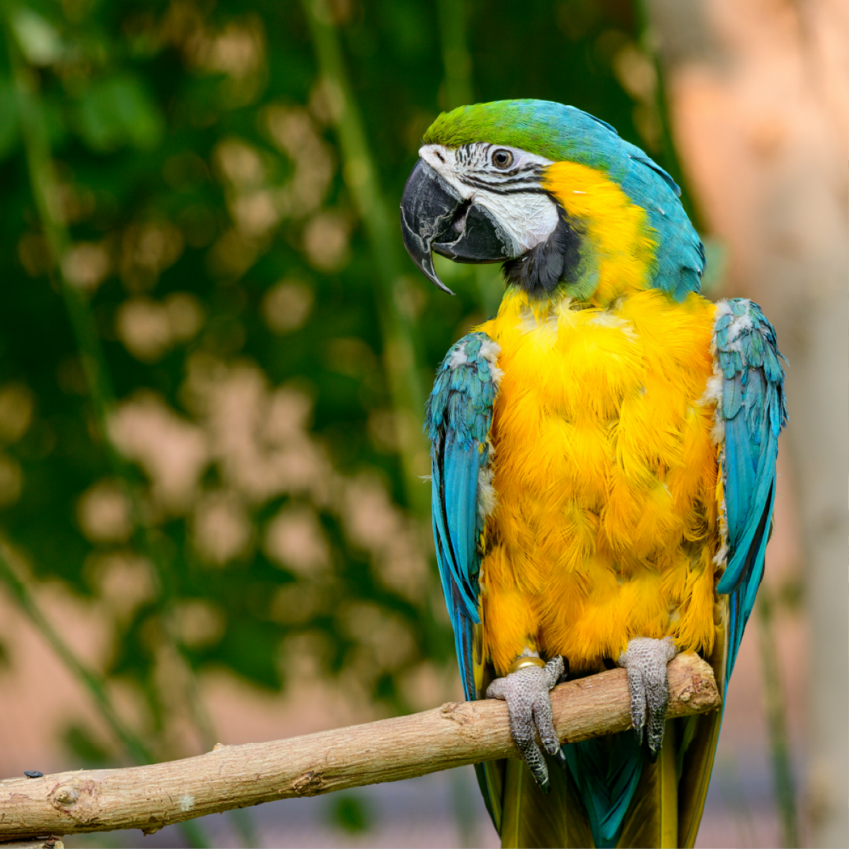 الباقة الأولى