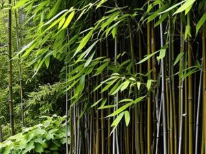 Natural vs. Artificial Trees – Which is Better for Your Home Decor?