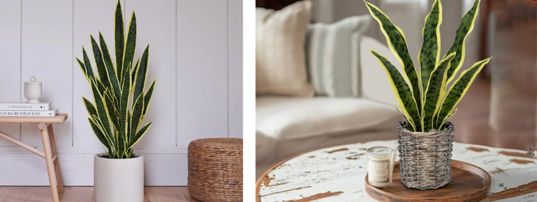 Cactus Tree: Timeless Natural Decor with a Modern Touch