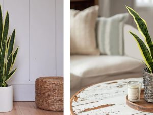 Cactus Tree: Timeless Natural Decor with a Modern Touch Cactus Tree: Timeless Natural Decor with a Modern Touch