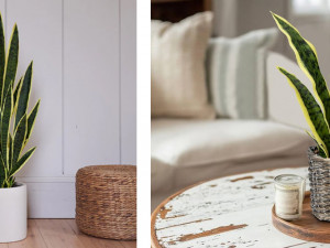 شجرة الصبار: ديكور طبيعي بطابع عصري يدوم للأبد