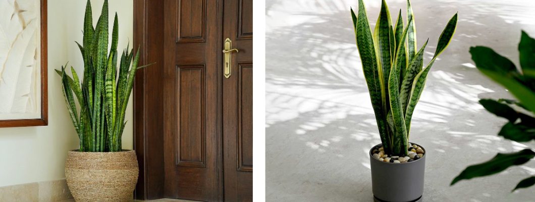 Cactus Plant: A Natural Green Touch for Your Interior Decor