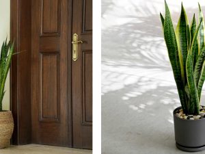 Cactus Plant: A Natural Green Touch for Your Interior Decor Cactus Plant: A Natural Green Touch for Your Interior Decor