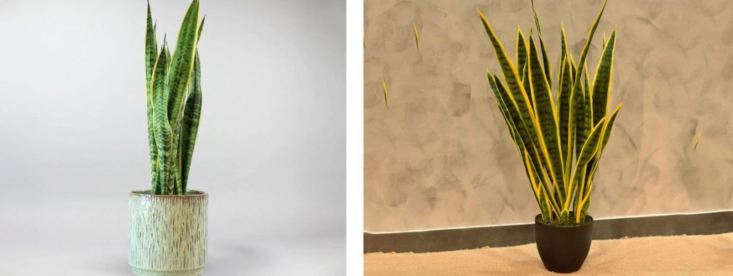 Everything You Need to Know About Artificial Cactus Everything You Need to Know About Artificial Cactus