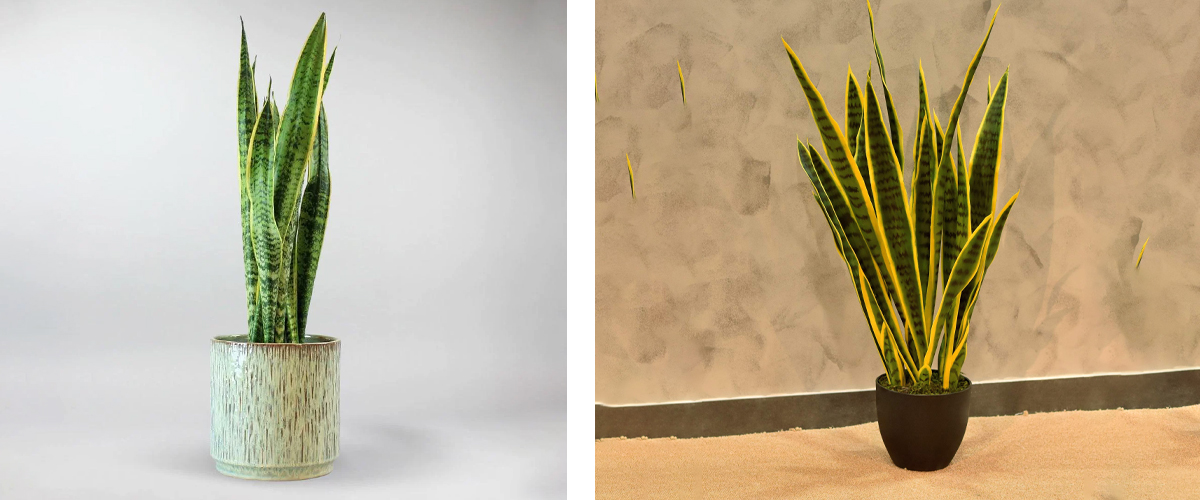 كل ما تحتاج معرفته عن نبات الصبار الصناعي كل ما تحتاج معرفته عن نبات الصبار الصناعي