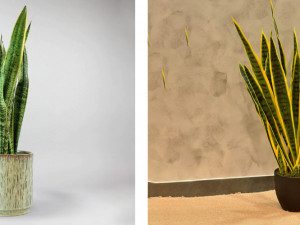 كل ما تحتاج معرفته عن نبات الصبار الصناعي