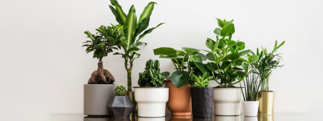 How Do Artificial Plants Affect Mental Well-being