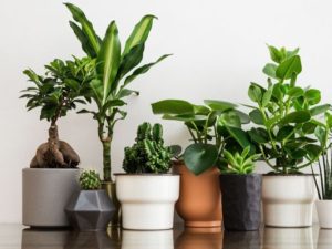 How Do Artificial Plants Affect Mental Well-being