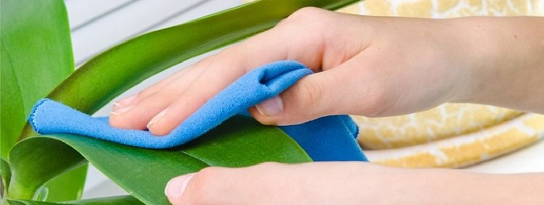 طريقة تنظيف الأشجار والنباتات الصناعية في المنزل: دليلك الكامل للعناية بدون تعب