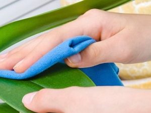 How to Clean Artificial Plants at Home: Your Complete, Hassle-Free Care Guide