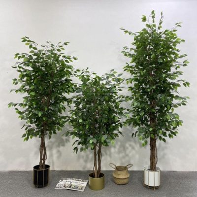 Fig Tree