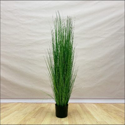 Wild Onion Plant