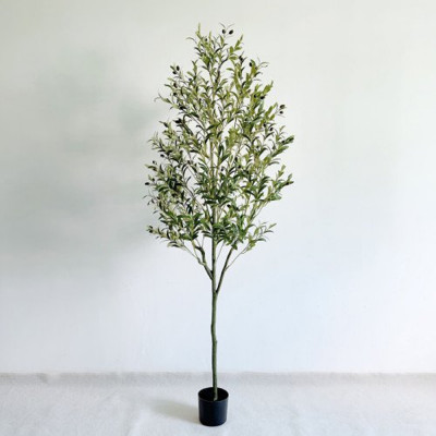 شجرة الزيتون