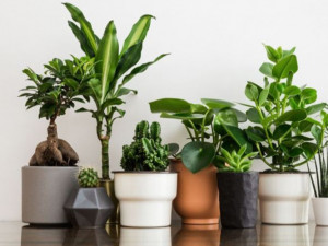 كيف تؤثر النباتات الصناعية على النفسية