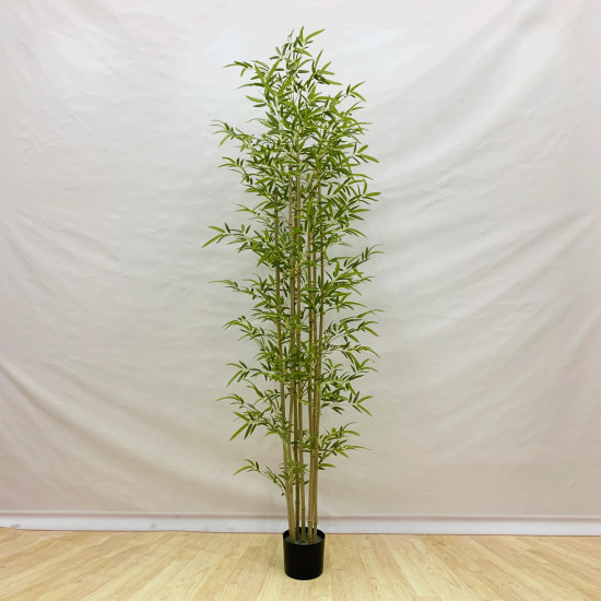 شجرة الخيزران (البامبو) 210 سم شجرة الخيزران (البامبو) 210 سم
