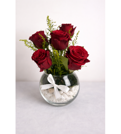 ميني بيبي روز احمر