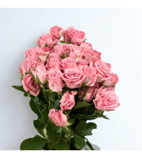 ورد جوري وردي 1