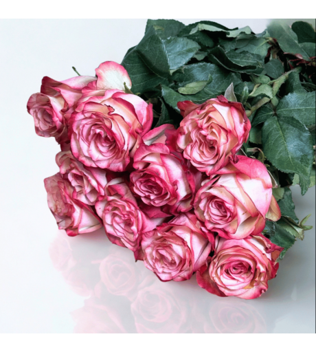 ورد جوري وردي دبل كلر