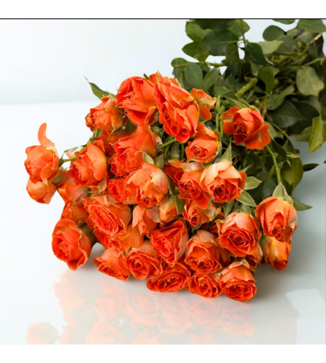 بيبي جوري أورانج