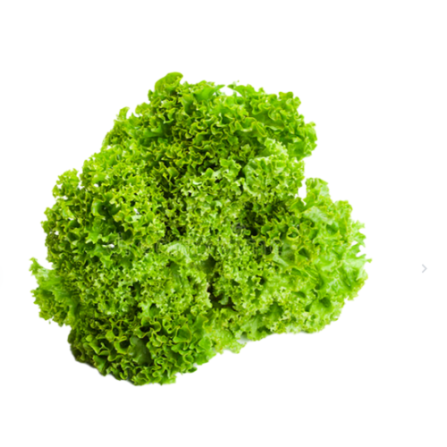 خس لولو بويندا (علبة)