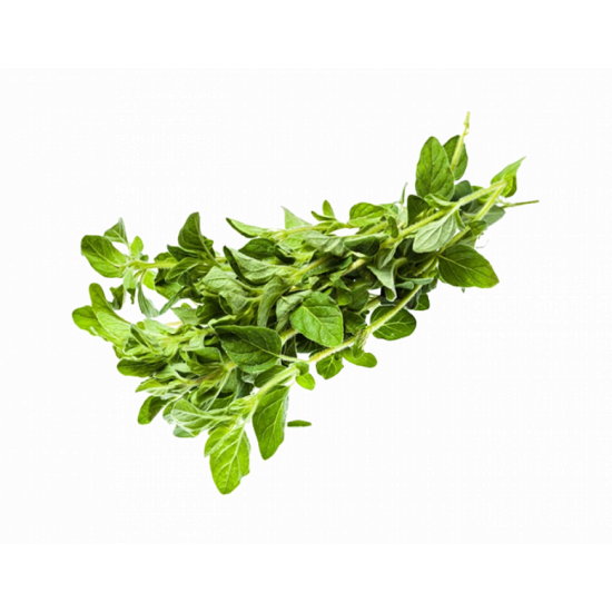 اوريجانو طازج