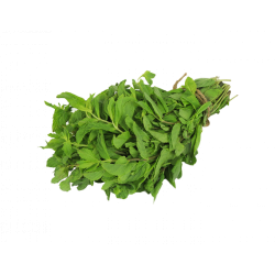 نعناع طازج