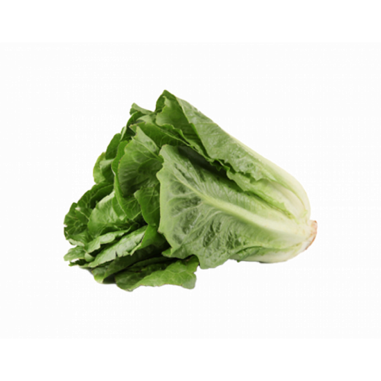 خس طويل طازج