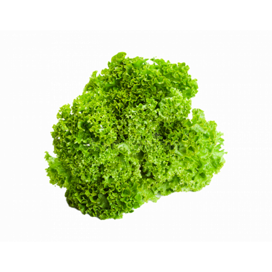 خس لولو بويندا