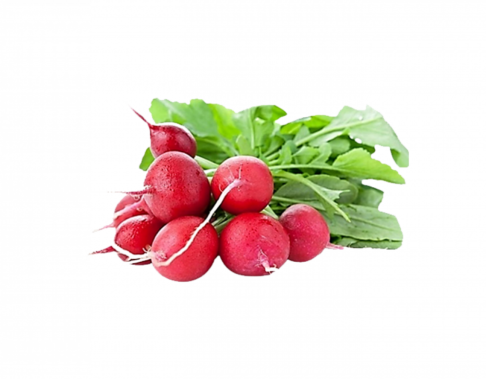 فجل أحمر