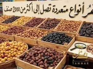 التمر أنواع متعددة تصل إلى أكثر من 2000 صنف التمر أنواع متعددة تصل إلى أكثر من 2000 صنف