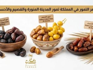 أشهر التمور في المملكة تمور المدينة المنورة والقصيم والأحساء أشهر التمور في المملكة تمور المدينة المنورة والقصيم والأحساء