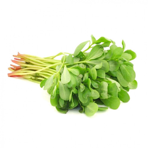 رجلة عضوية ربطة ال طالب رجلة عضوية ربطة ال طالب