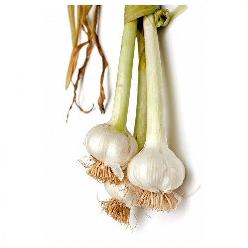 ثوم عضوي 500جم ال طالب