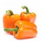 فلفل ملون برتقالي 1 كجم كرتون طبيعي الوطنية فلفل ملون برتقالي 1 كجم كرتون طبيعي الوطنية