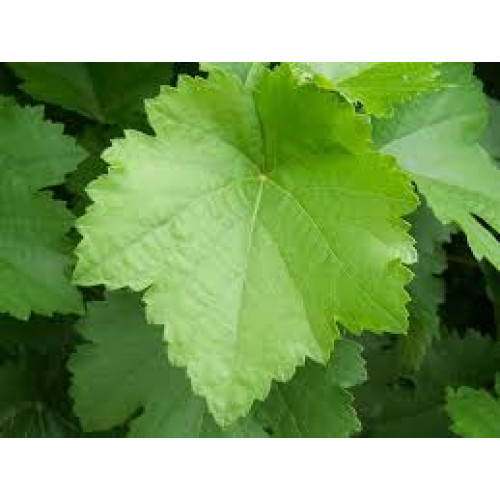 ورق عنب عضوي  كرتون 500جم الوطنية 