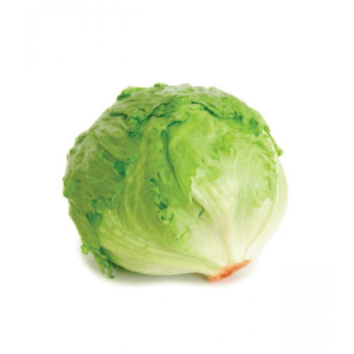 خس امريكي عضوي مزرعة الشهوان 