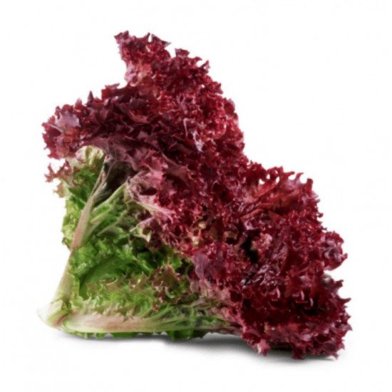 خس احمر مزرعة الشهوان طبق خس احمر مزرعة الشهوان طبق