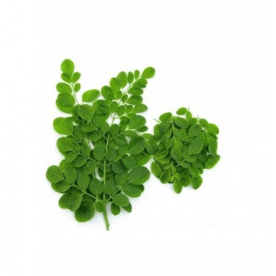 مورينجا عضوية طازجة ربطة ال طالب مورينجا عضوية طازجة ربطة ال طالب