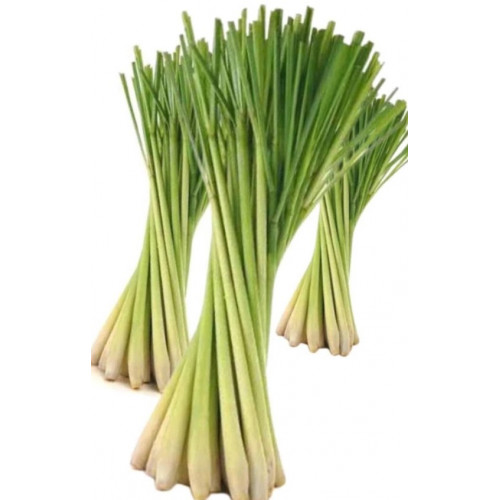 سيقان عشبة الليمون العضوية  الطازجة طبق مزرعة السلوى 