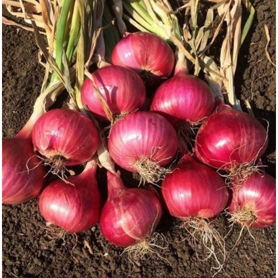 بصل احمر عضوي 1 كجم صغير الحبة مزرعة السلوى