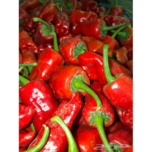 فلفل نعجان احمر عضوي طبق مزرعة الشهوان