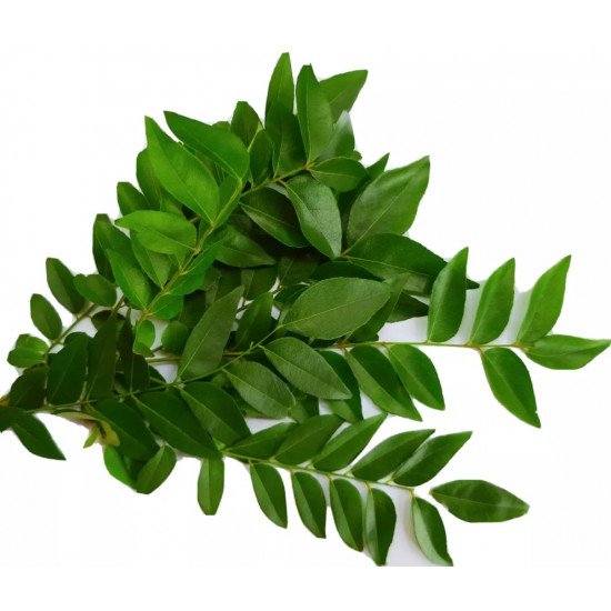 ورق كاري طازج عضوي طبق مزرعة بيت الاستنبات