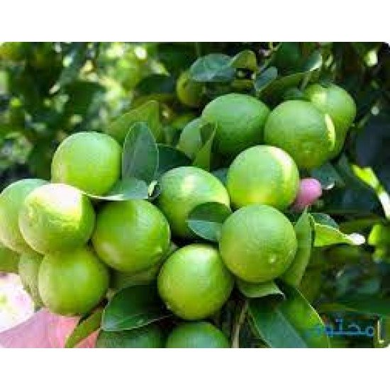 ليمون اخضر طازج عضوي 450جم السلوى